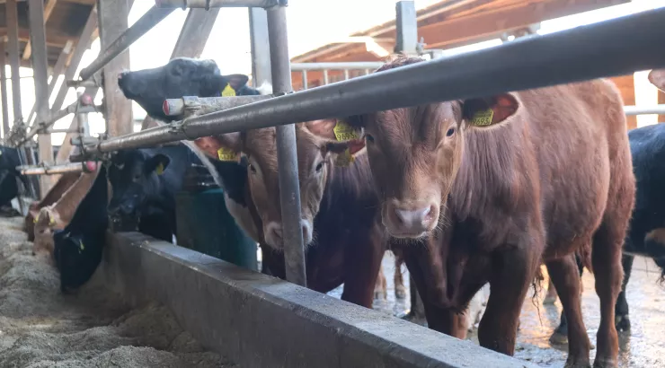 Mehr Tiere