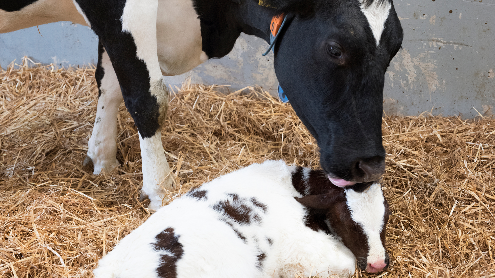 Kalb, schwarze Kuh