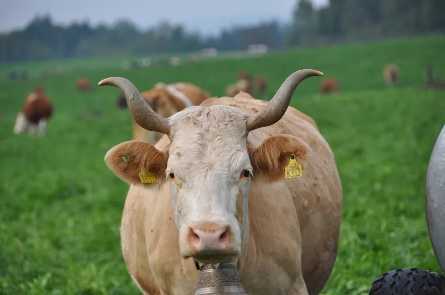 Simmentaler Kuh auf Weide