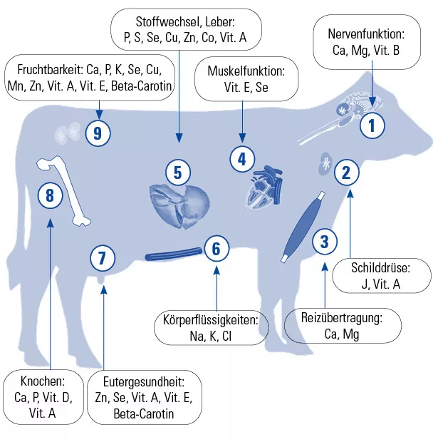 Mineralstoffe & Mineralstoffmangel: Mengen- und Spurenelemente