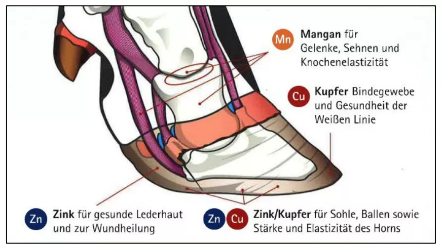 Mineralstoffe für Klauen Schwein