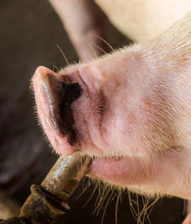 Schwein beim trinken