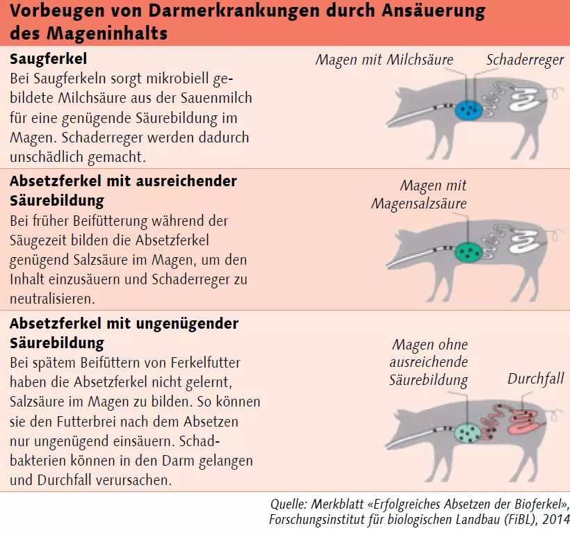 Vorbeugung von Darmerkrankungen durch Ansäuren des Mageninhalts