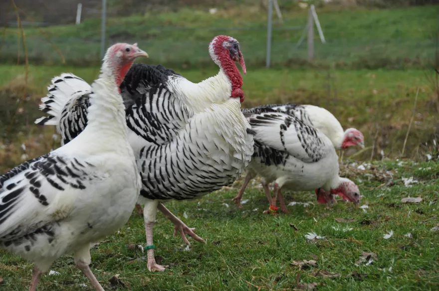 Dinde : une viande blanche riche en protéines ?