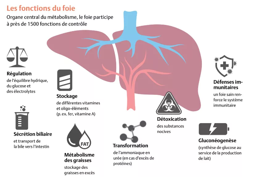 Fonctions du foie