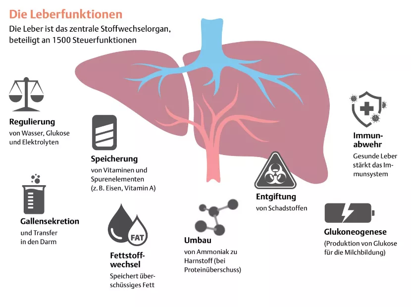 Leberfunktion