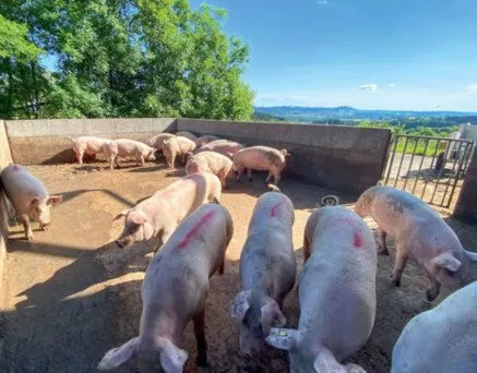 Die Mastschweine im Auslauf – sie werden nach IP-Suisse-Richtlinien gehalten.