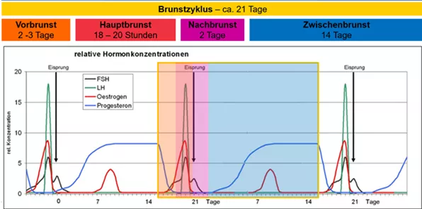 Brunstzyklus