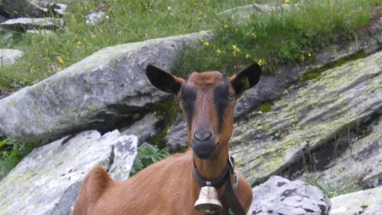 Clinique Vétérinaire St-Alexis - Chèvres et moutons : Comment gérer les  parasites?