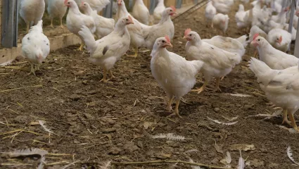 Bio-Buderhahnaufzucht, Thierrens VD