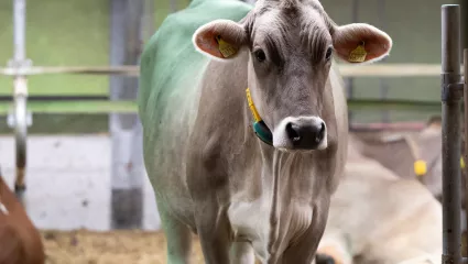 Automatisch besser melken